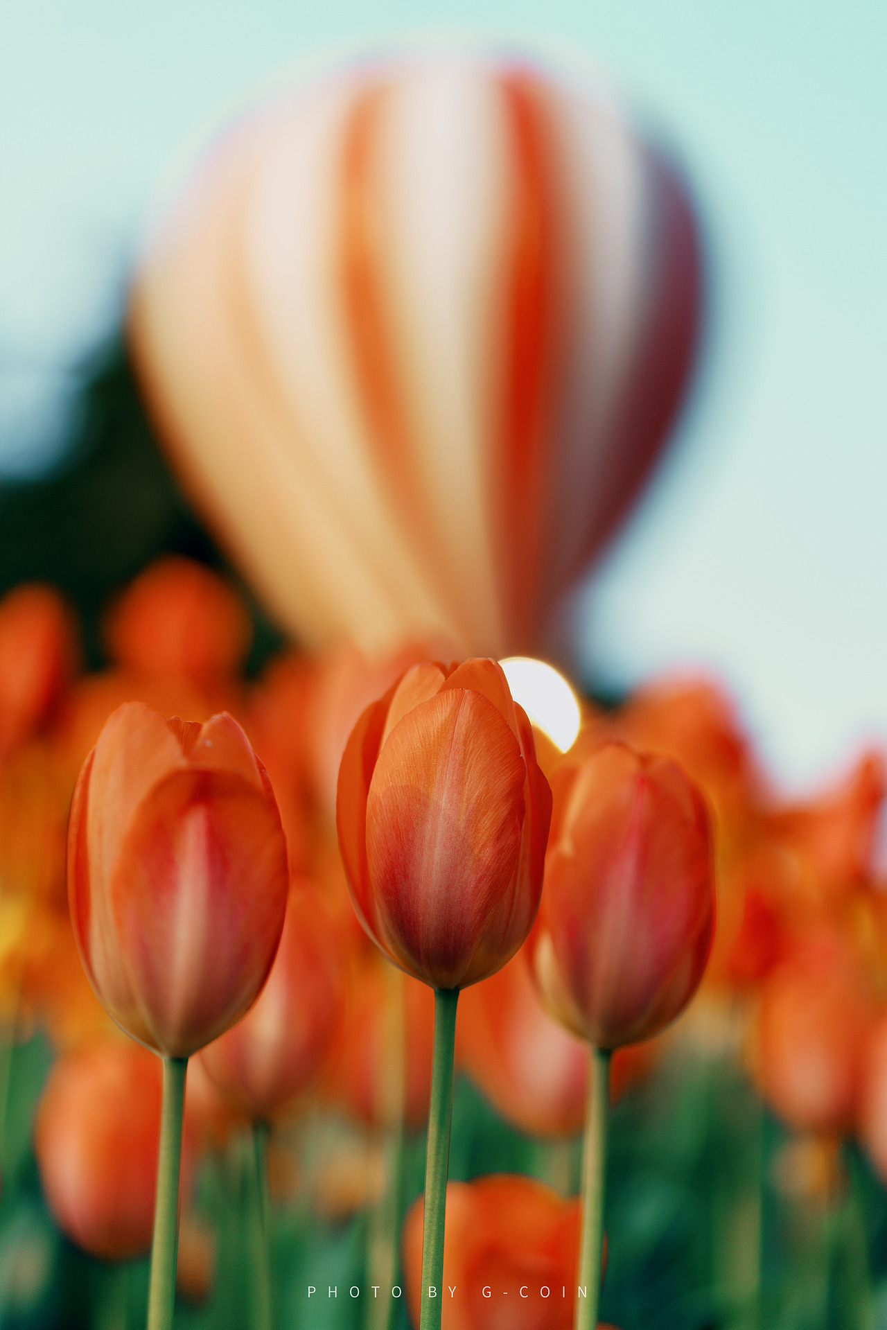 郁金香🌷–春日浪漫（图ZMjk0NjI2MDI0） - 风光摄影 - 站酷设计师G_coin原创素材 - 站酷ZCOOL