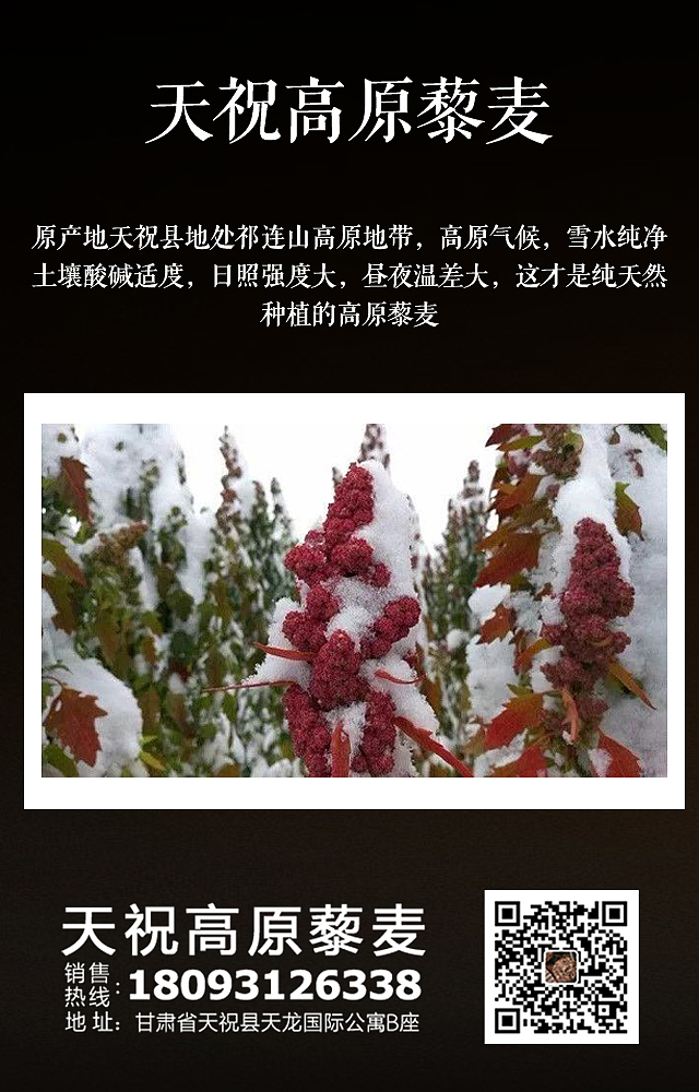 甘肃藜麦的微信宣传海报一组
