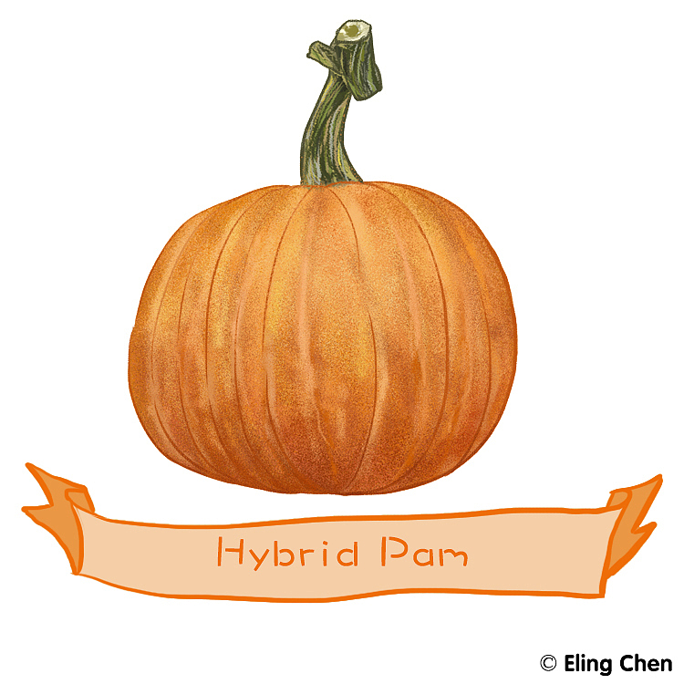 -南瓜家族系列-（图ZMTY0NDkyNjY4） - 创作习作 - 站酷设计师ElingChen原创素材 - 站酷ZCOOL