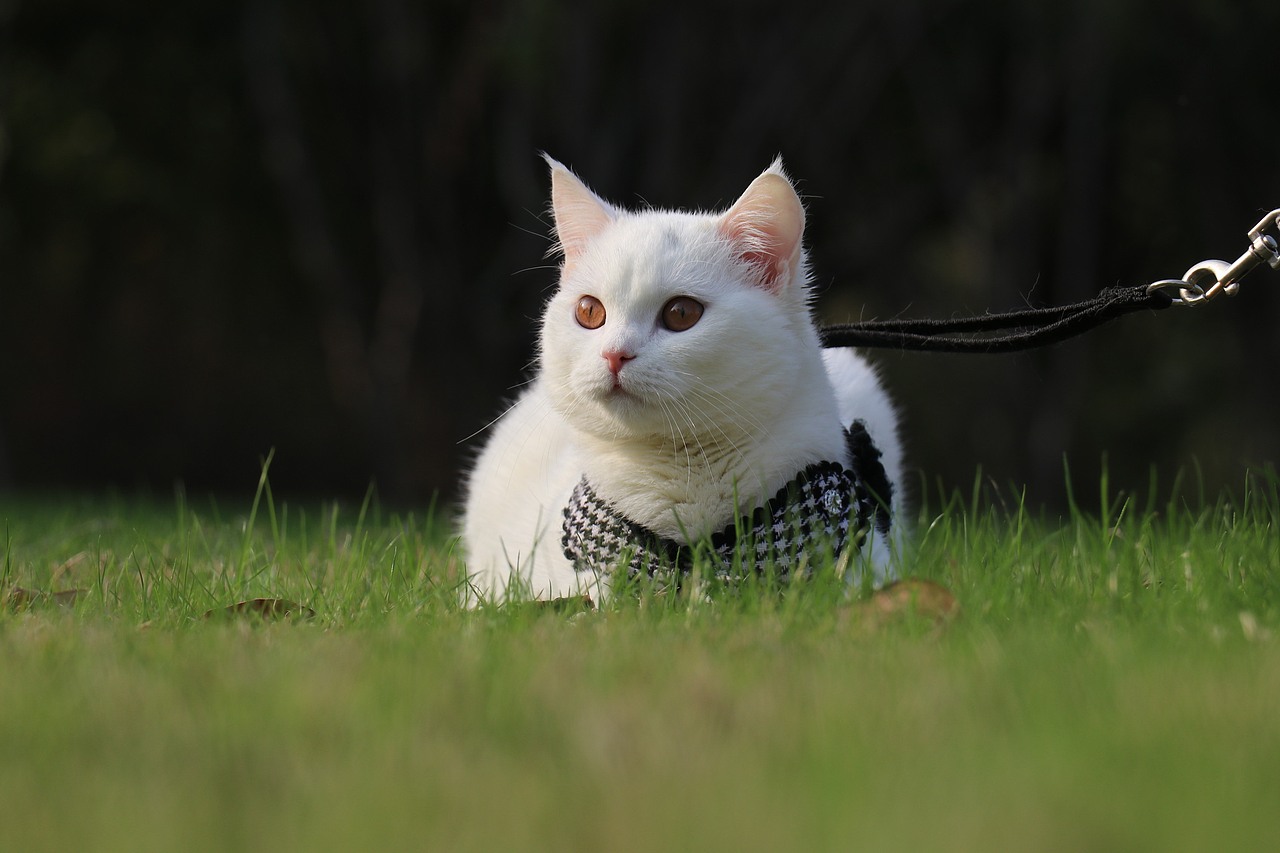 纯白色 英国短毛猫 眼睛橙色猫毛纯白色 白色英短