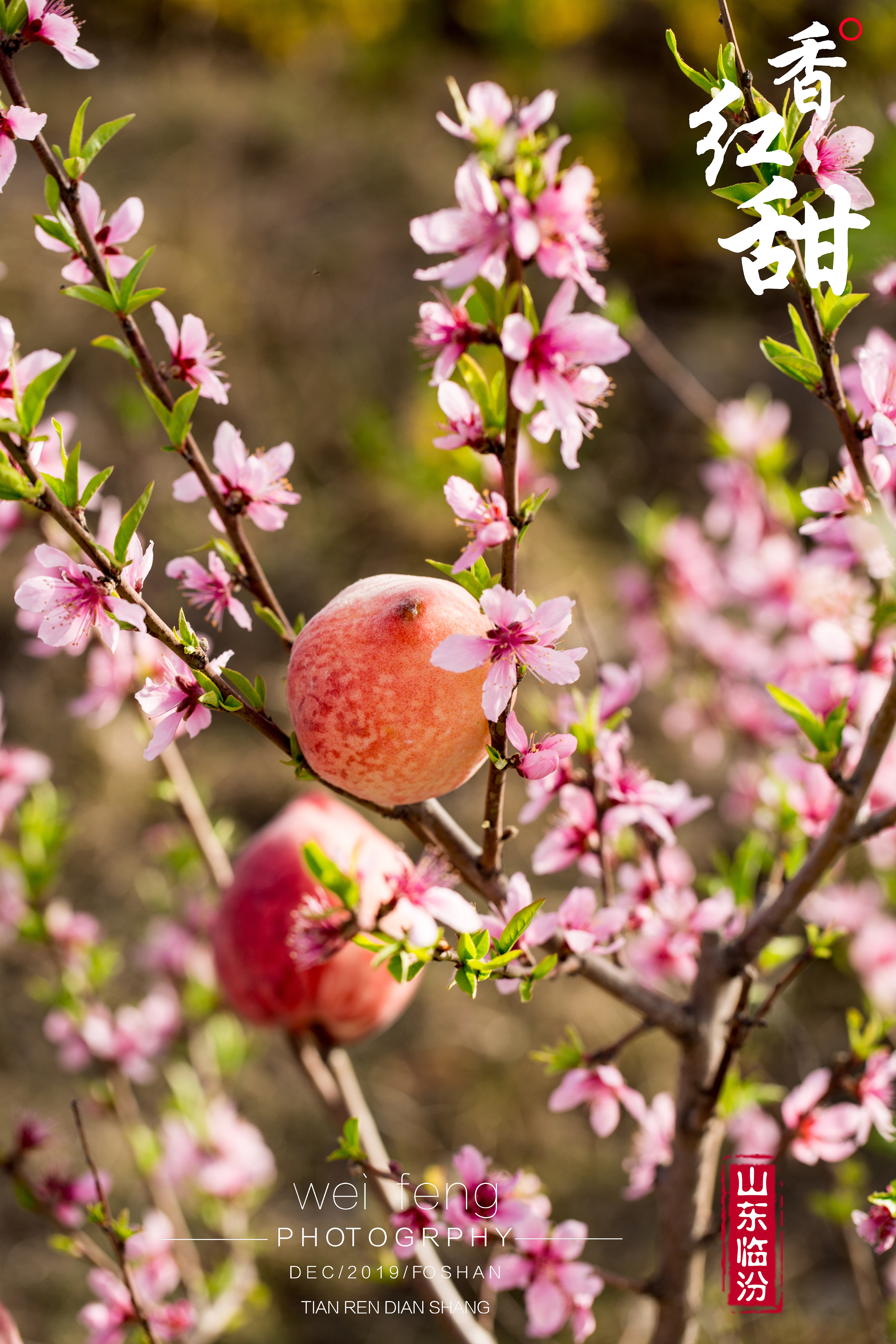 夏日水果水蜜桃桃子高清图片下载-正版图片500465268-摄图网