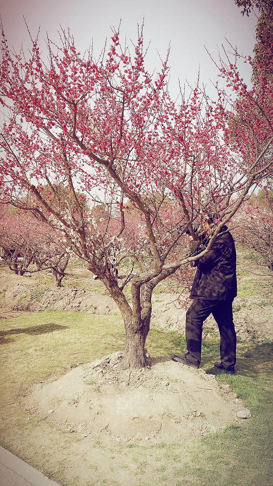 花都开好了（图ZNDI3OTc2MTI=） - 风光摄影 - 站酷设计师小小胥原创素材 - 站酷ZCOOL