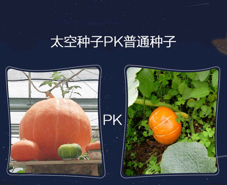 神奇太空种子多花大果实蔬菜（图ZODI2MDgzNDg=） - 电商 - 站酷设计师龙观科技原创素材 - 站酷ZCOOL
