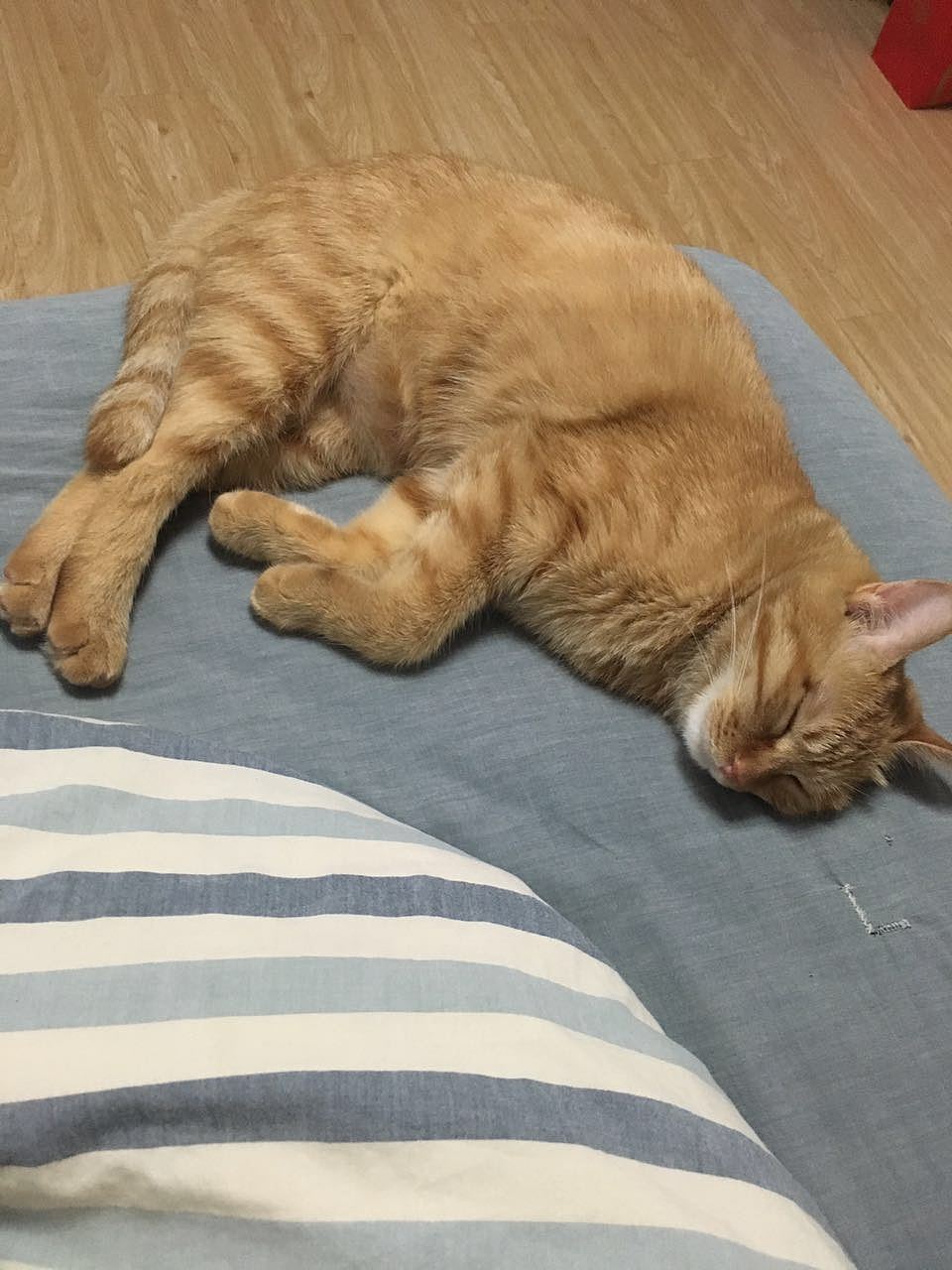 菜刀眼黄豆芽的日常（图ZODEwMzcyNzI=） - 宠物摄影 - 站酷设计师violasean原创素材 - 站酷ZCOOL