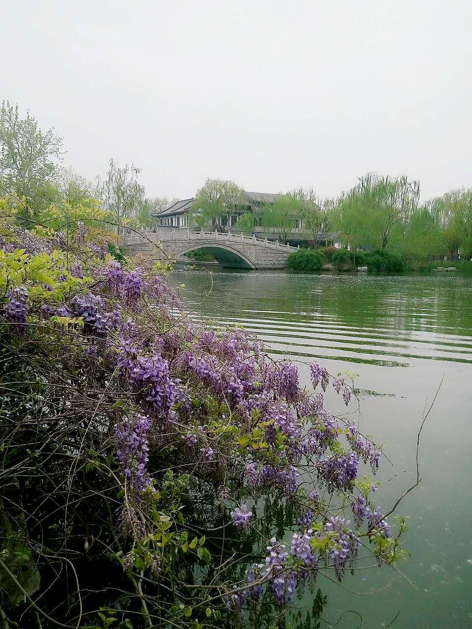 还记得大明湖畔的夏雨荷？（图ZNTA1ODg3NDQ=） - 风光摄影 - 站酷设计师面包屑原创素材 - 站酷ZCOOL