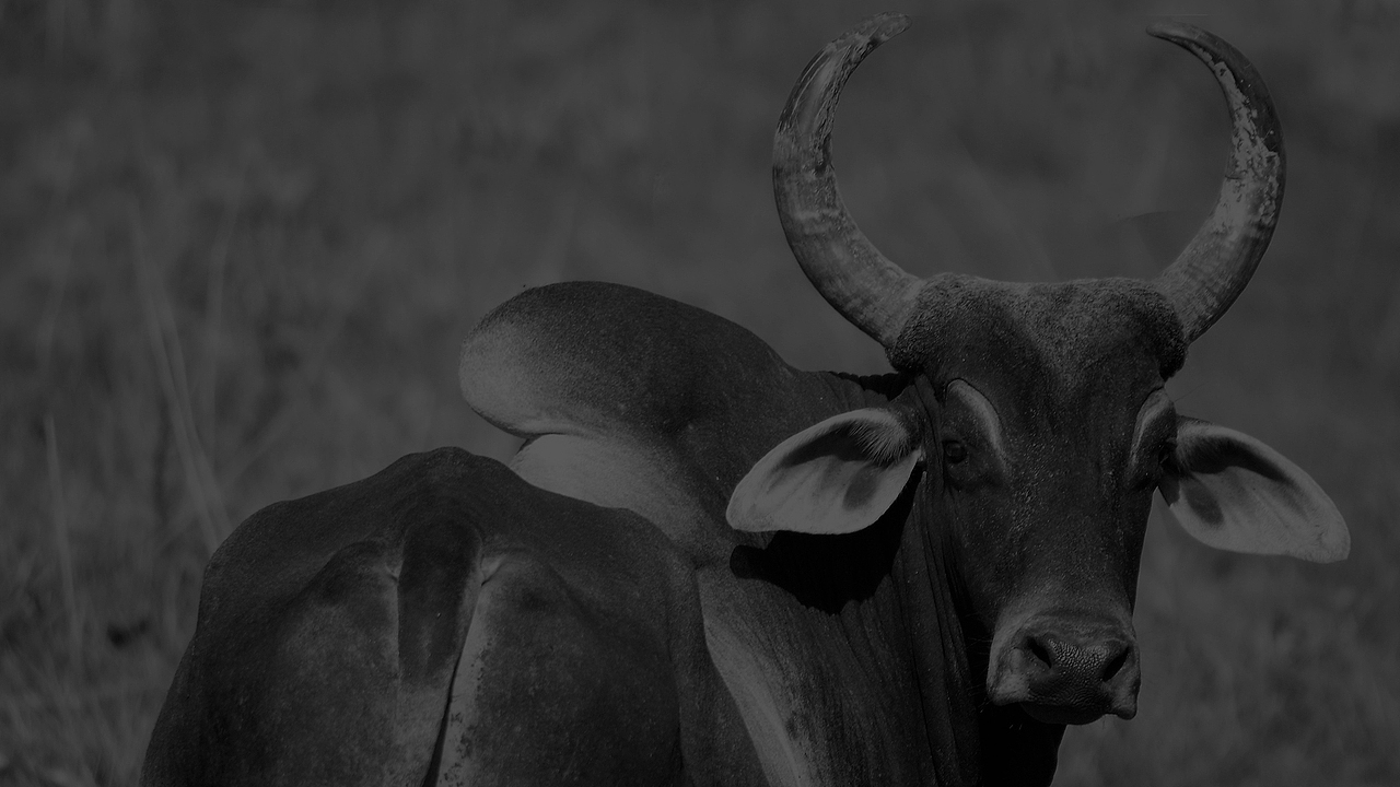牛年紅包設計 / Year of the Ox 2021