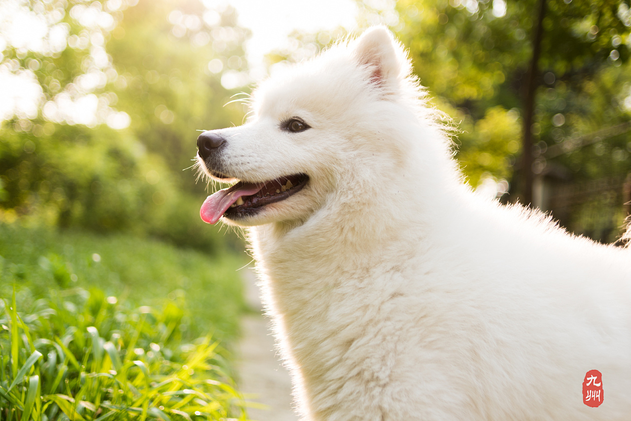 清晨逆光美狗子【狗笑笑第一季】
