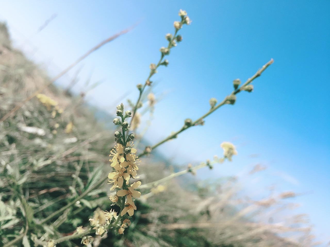 天苍苍、野茫茫
