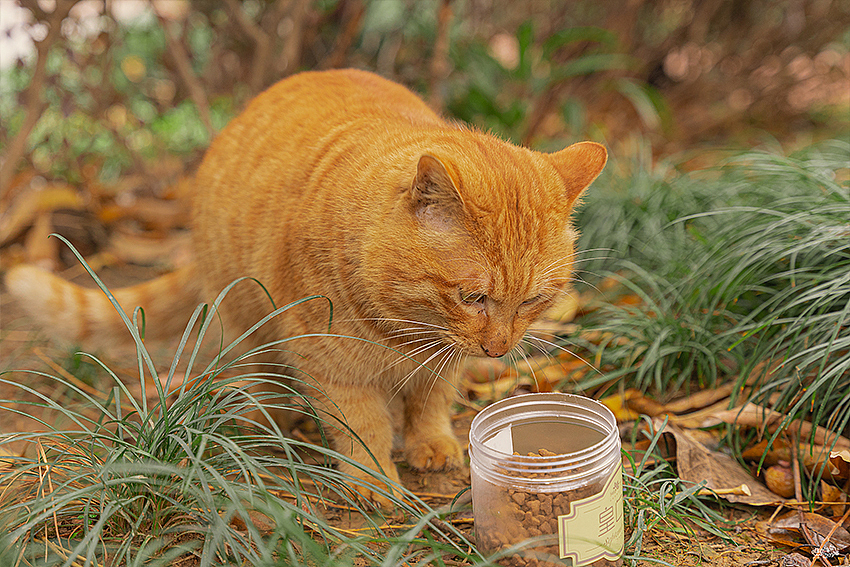 大橘为重大橘为重