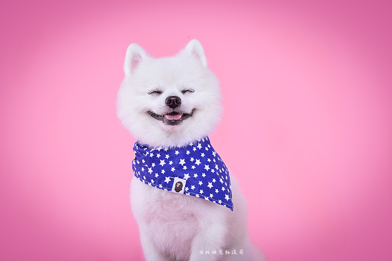 深圳宠物摄影-珀珀宠影工作室之博美卢比