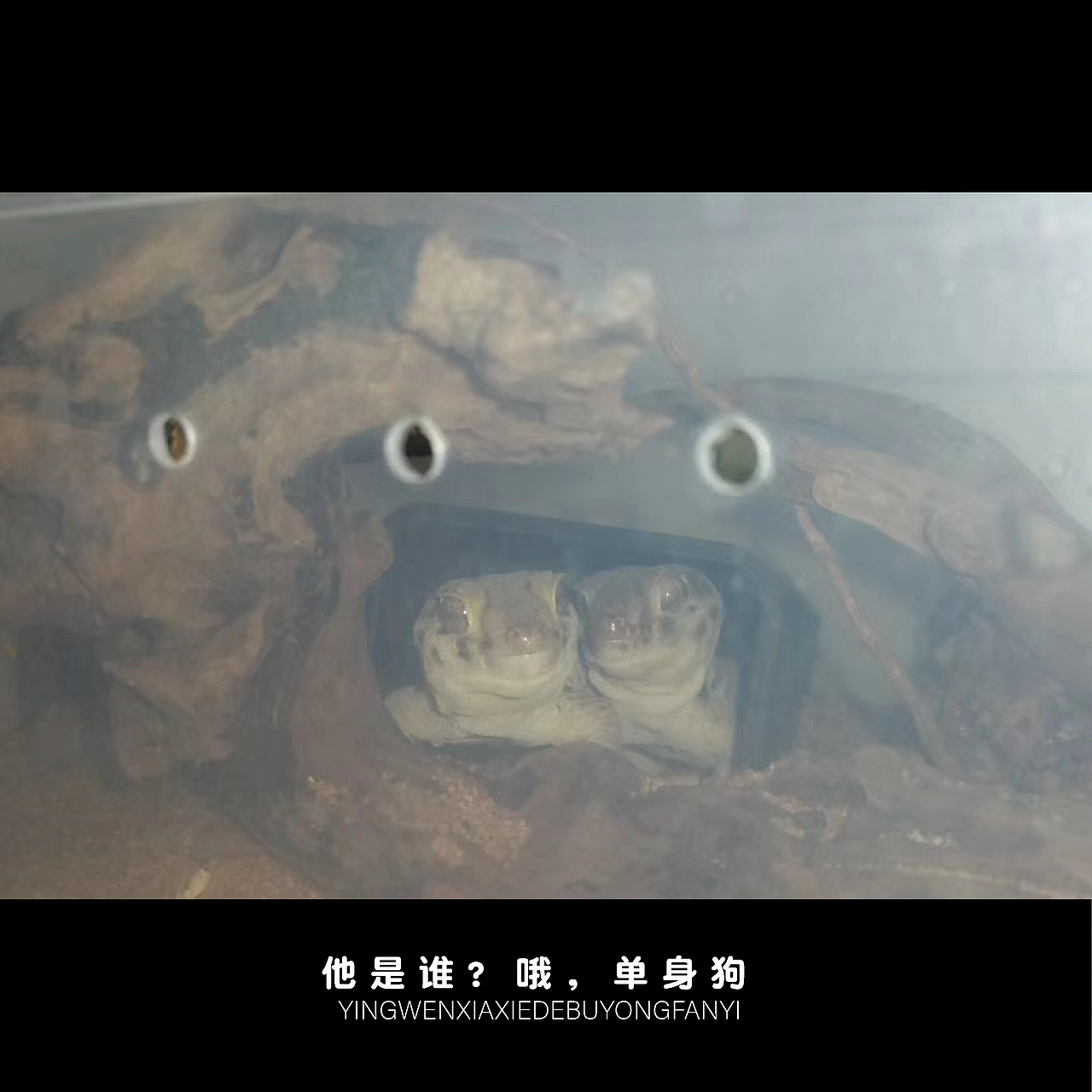 贵在真实（图ZMjE1NDMyMTM2） - 其他 - 站酷设计师派大星的回合抽牌原创素材 - 站酷ZCOOL
