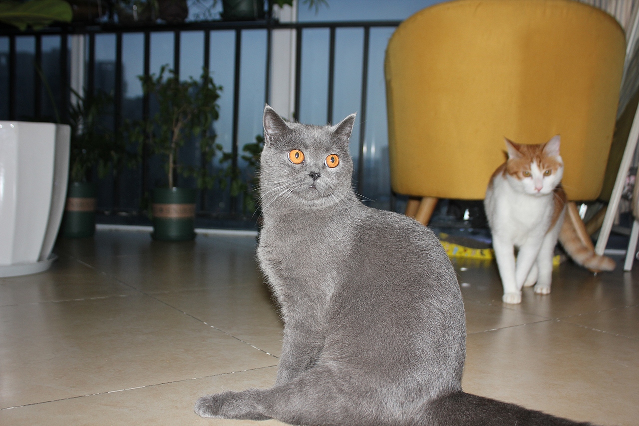 家有傻猫（图ZMjE5NzA3NTQ0） - 宠物摄影 - 站酷设计师你猜怎么着原创素材 - 站酷ZCOOL