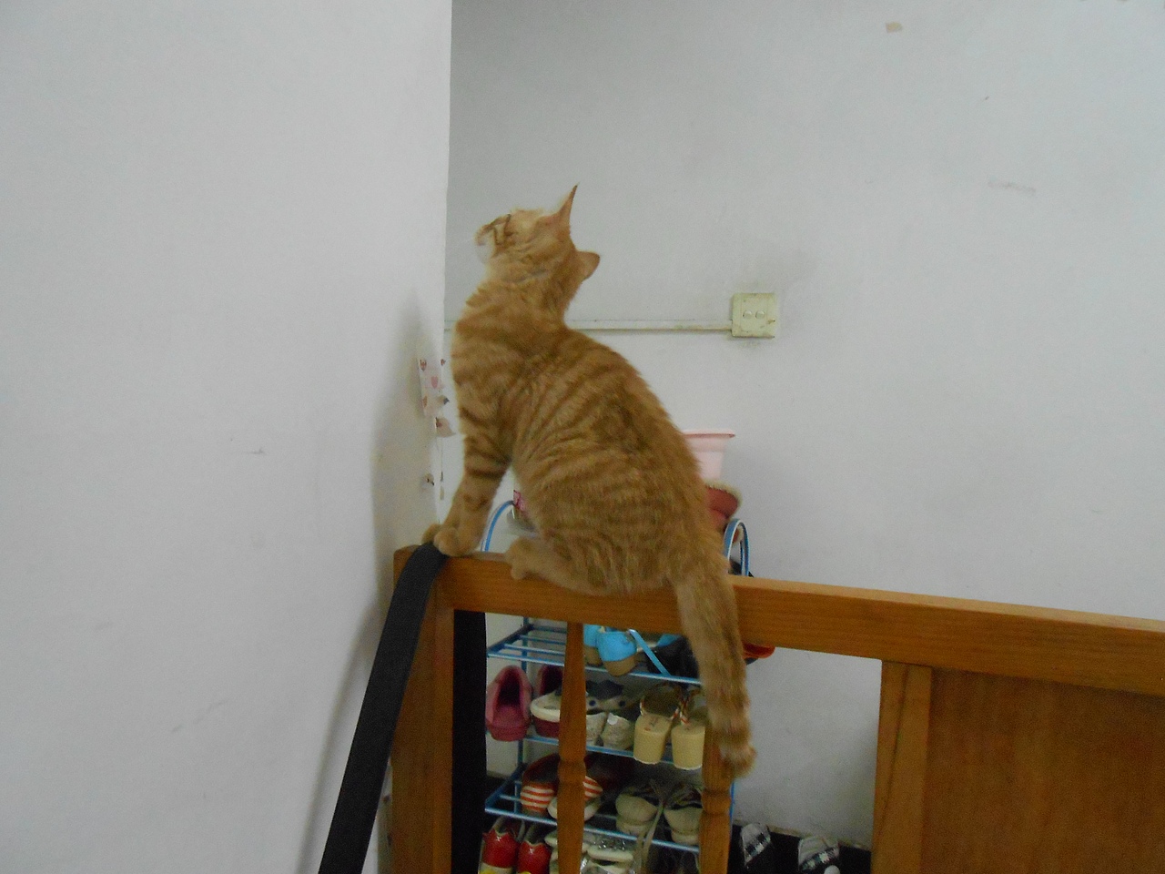 我家的猫猫(图ZMjU3NzExNDA=) - 宠物摄影 - 站酷设计师兰芯儿原创素材 - 站酷ZCOOL