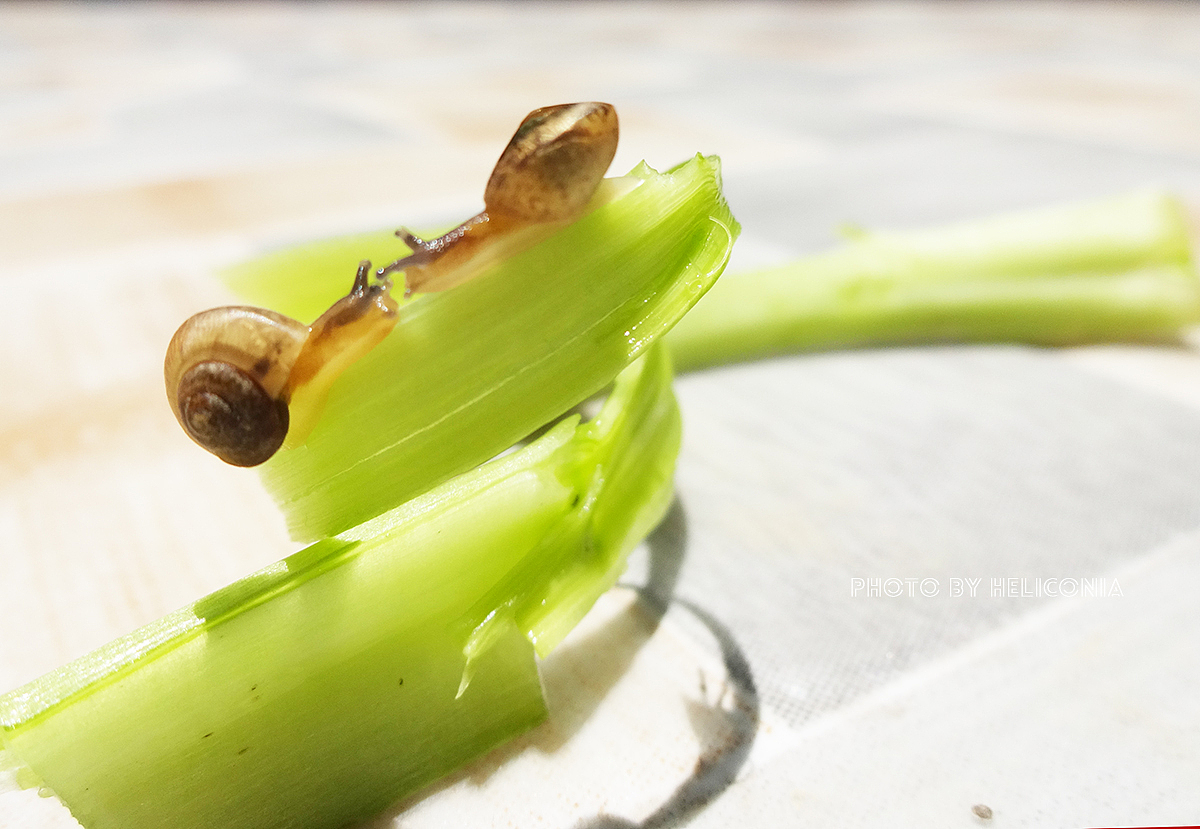 三只蜗牛奇遇记