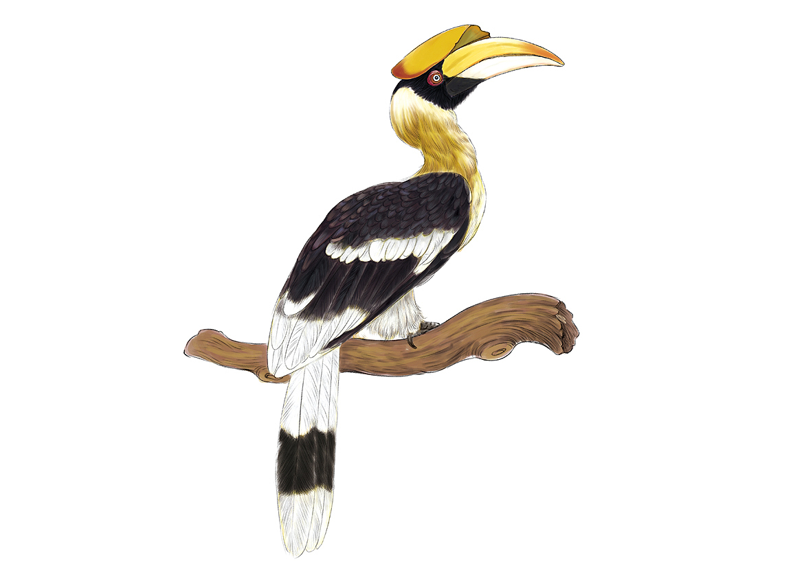 科普插画 长隆动物世界鸟类大合集（图ZMjg4Njc3MDA4） - 绘本 - 站酷设计师白廷原创素材 - 站酷ZCOOL