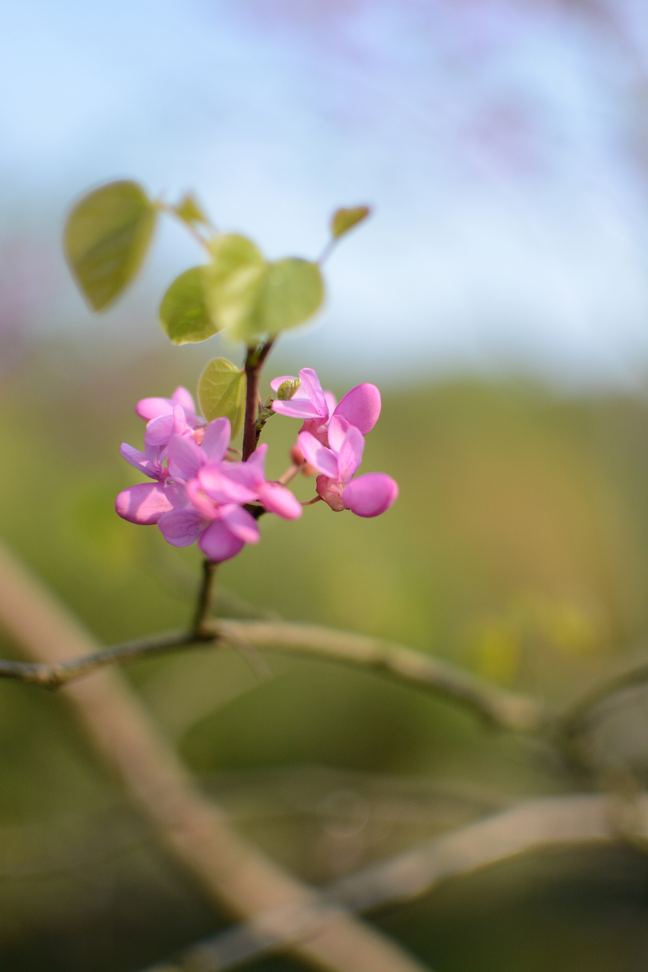 良渚文化村的花花草草
