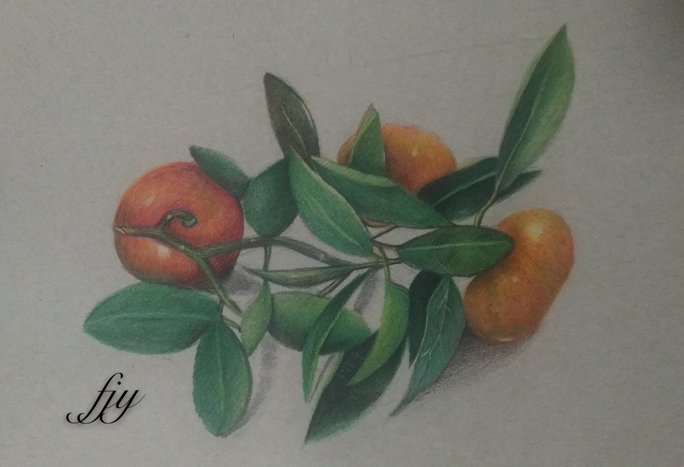 橘子写生