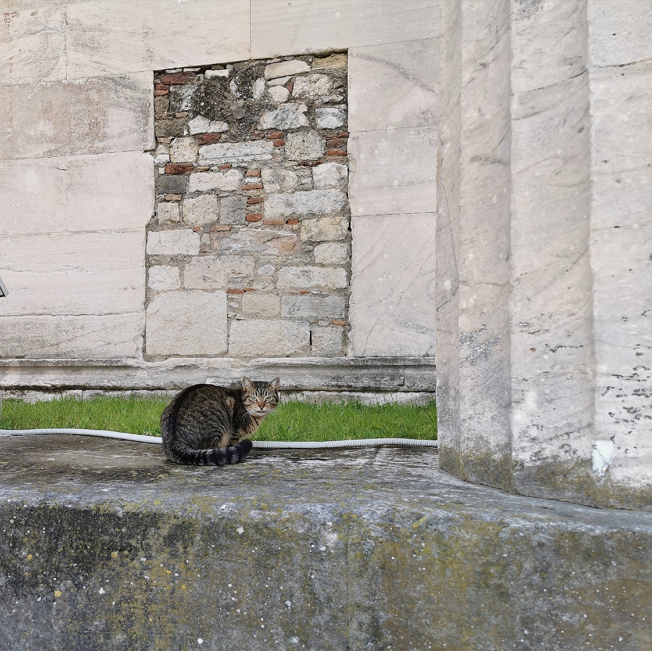 雅典古建筑上的美人（图ZMjM2NTI2OTQw） - 宠物摄影 - 站酷设计师小小肥柴原创素材 - 站酷ZCOOL