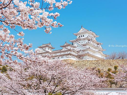 日本樱花季旅游