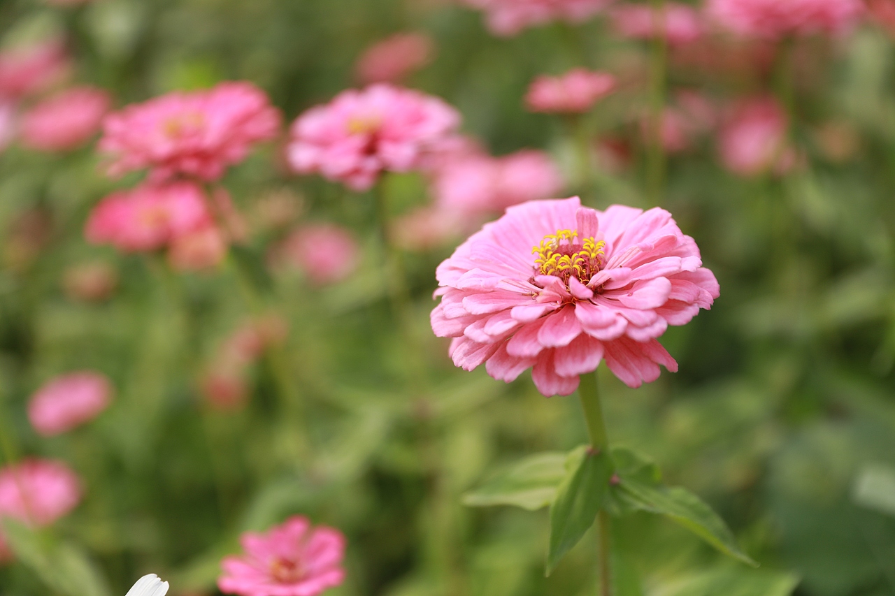 花花世界（图ZMjAxNDM5NDAw） - 人像摄影 - 站酷设计师恒亿视觉原创素材 - 站酷ZCOOL