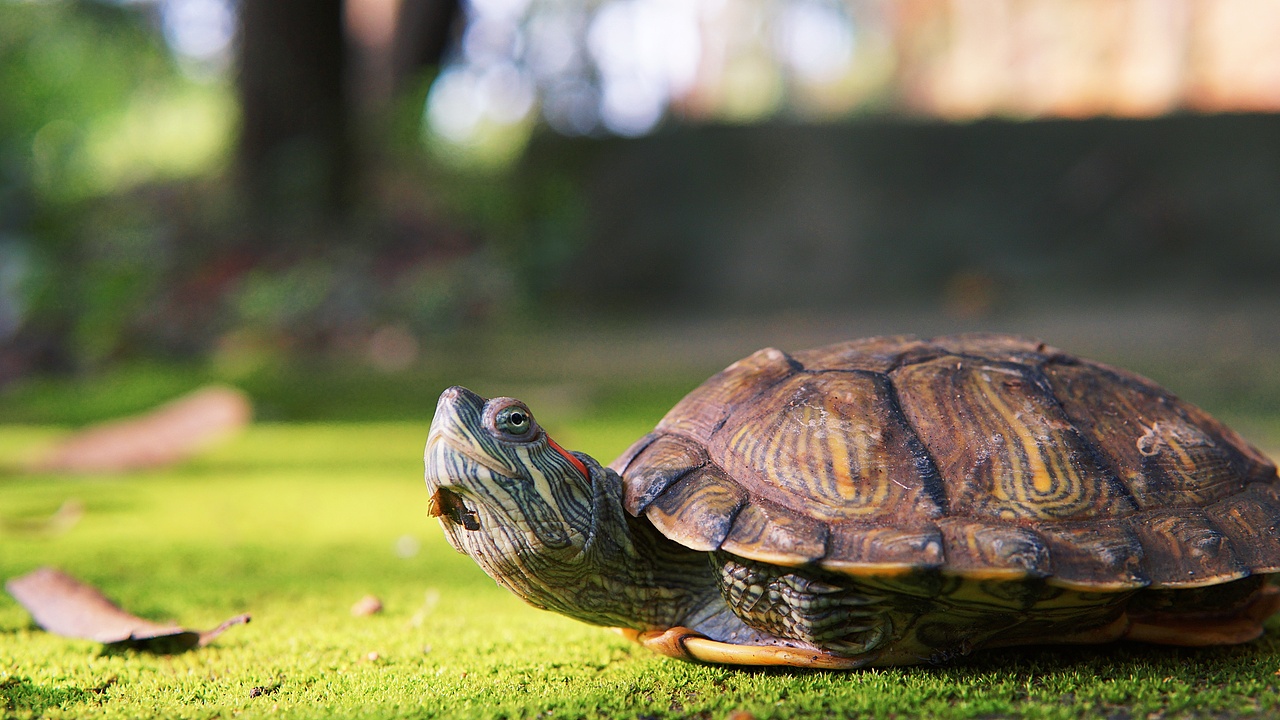 龟|摄影|宠物摄影|白日梦想家2012_原创作品-站酷zcool