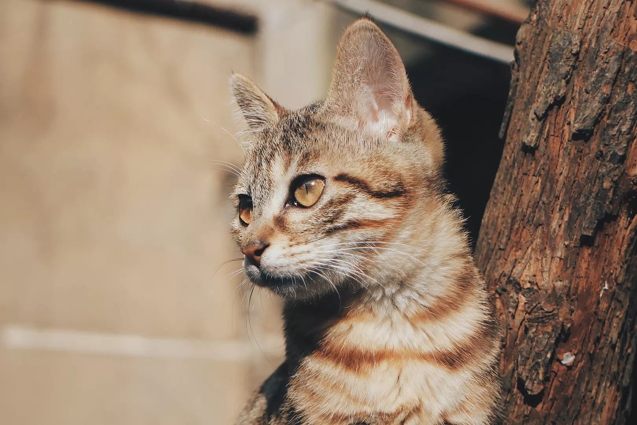 我家有个动物园 / 猫咪篇（图ZMTEyNTIwMjg4） - 宠物摄影 - 站酷设计师歪哎去zz原创素材 - 站酷ZCOOL