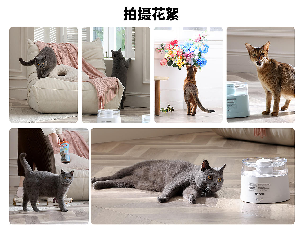 宠物用品拍摄 I Robin&Phoebe（图ZMjk1NzUyMjI0） - 产品摄影 - 站酷设计师Robin_Phoebe原创素材 - 站酷ZCOOL