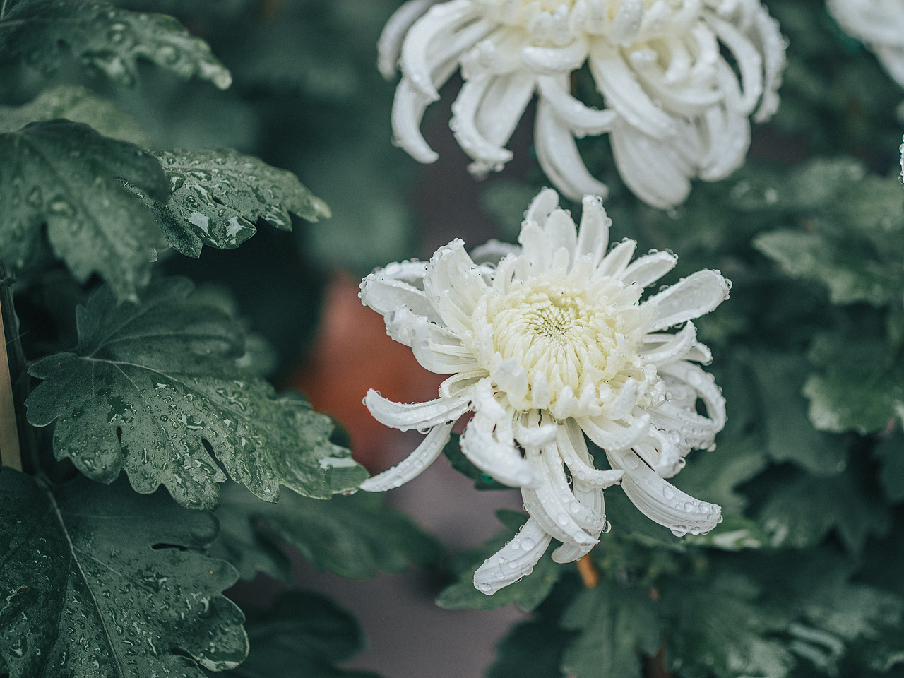 共青森林公园秋天的景色