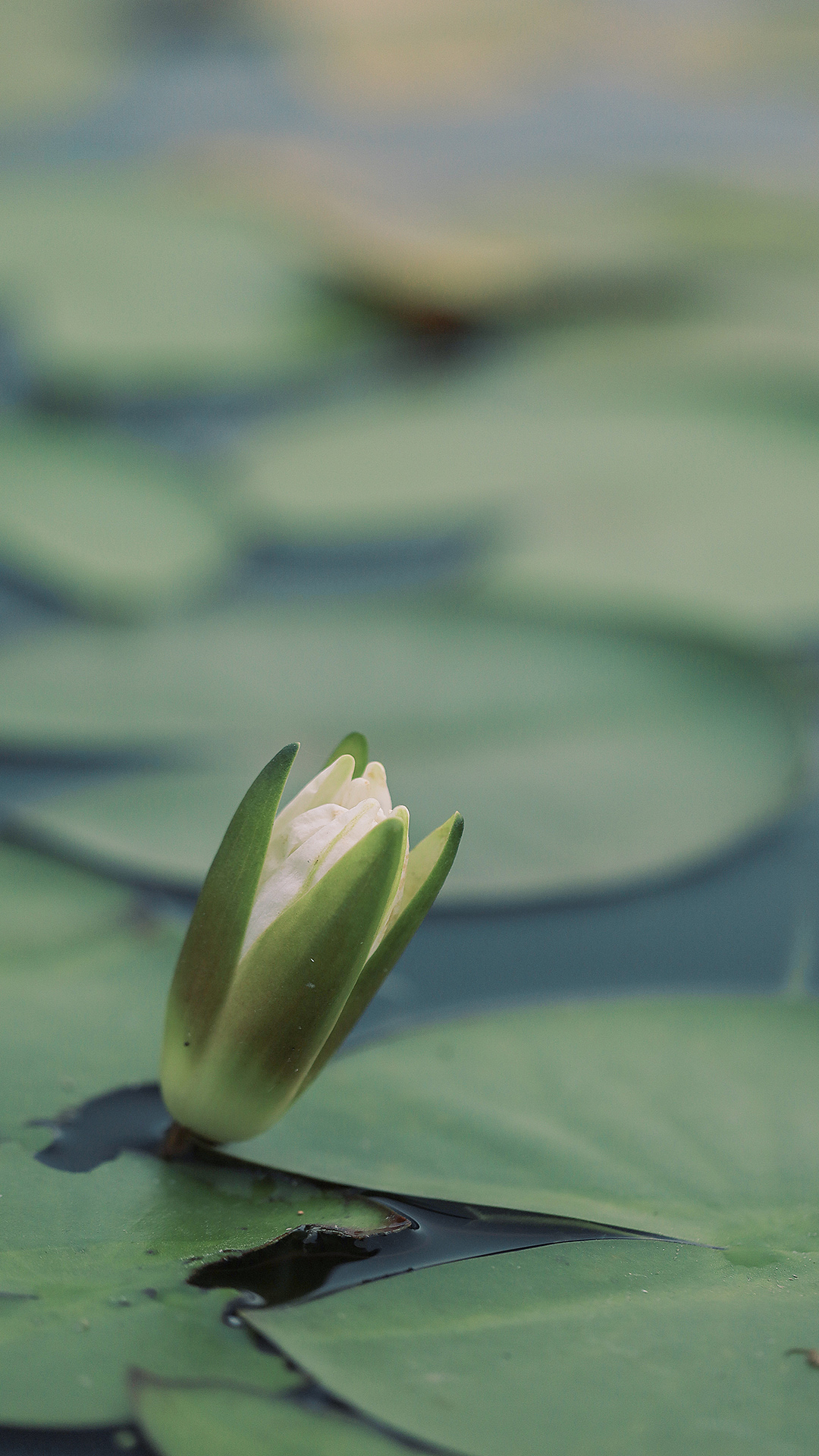 #生活小记#仲夏时节 万物丰茂。