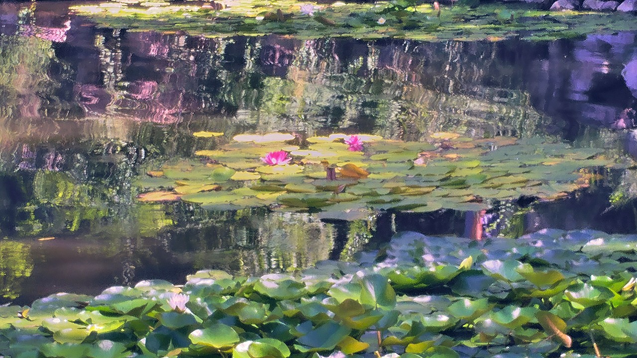 阳光洒在荷花池