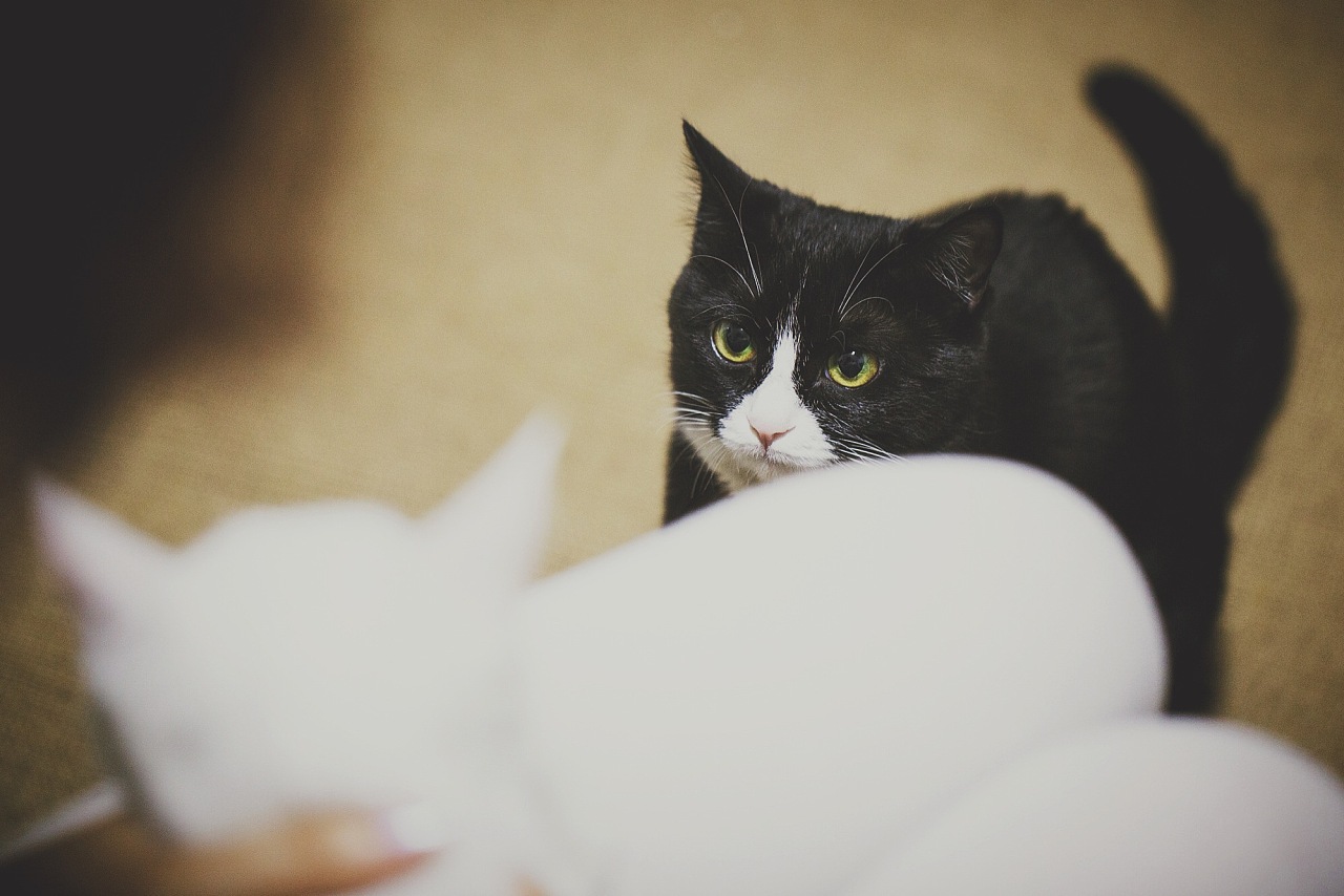 【黑猫与白猫】|摄影|宠物摄影|稻田里的萤火虫 - 原创作品 - 站酷 (ZCOOL)