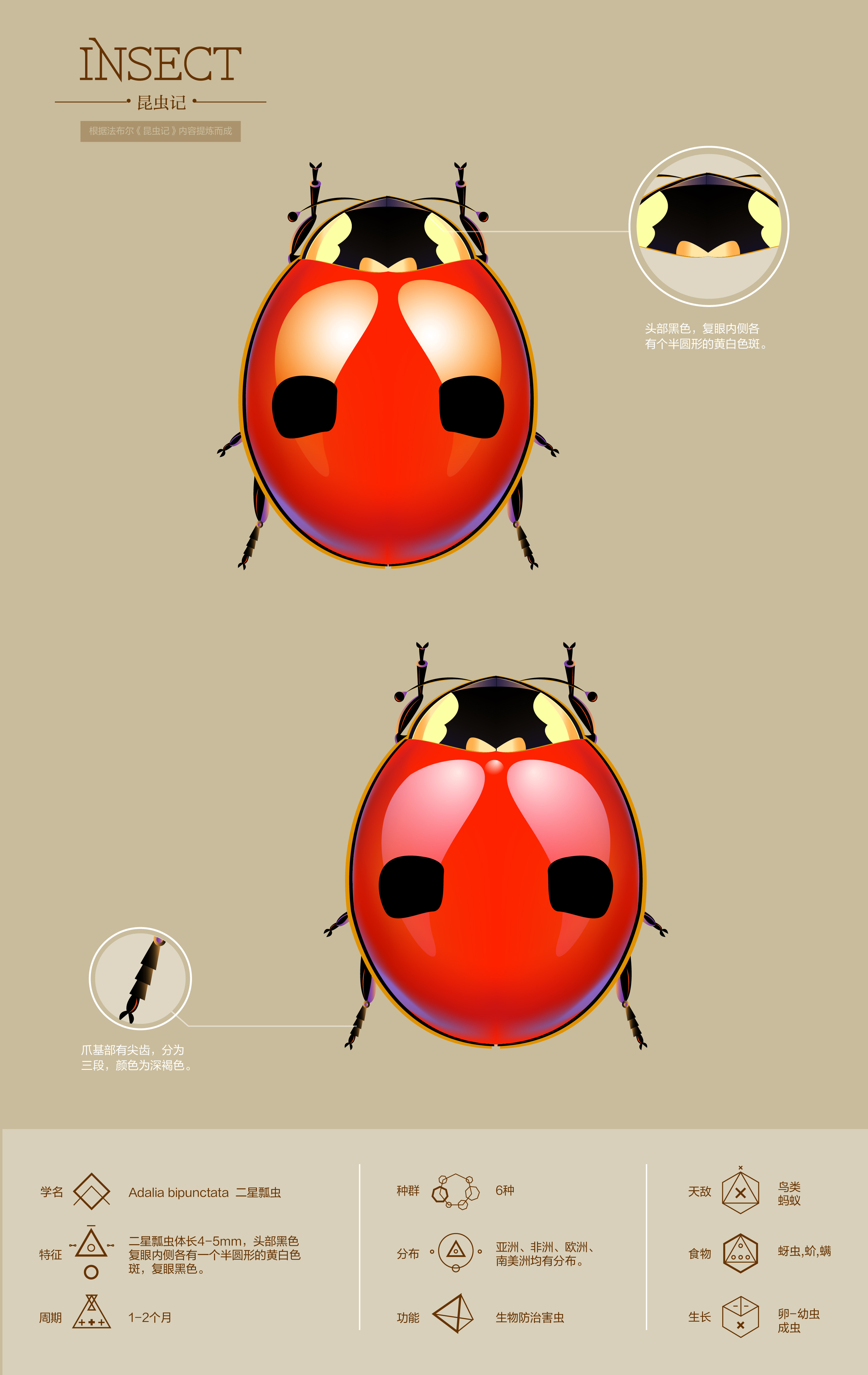 昆虫系列|插画|商业插画|页子橙光 - 原创作品 - 站酷 (ZCOOL)