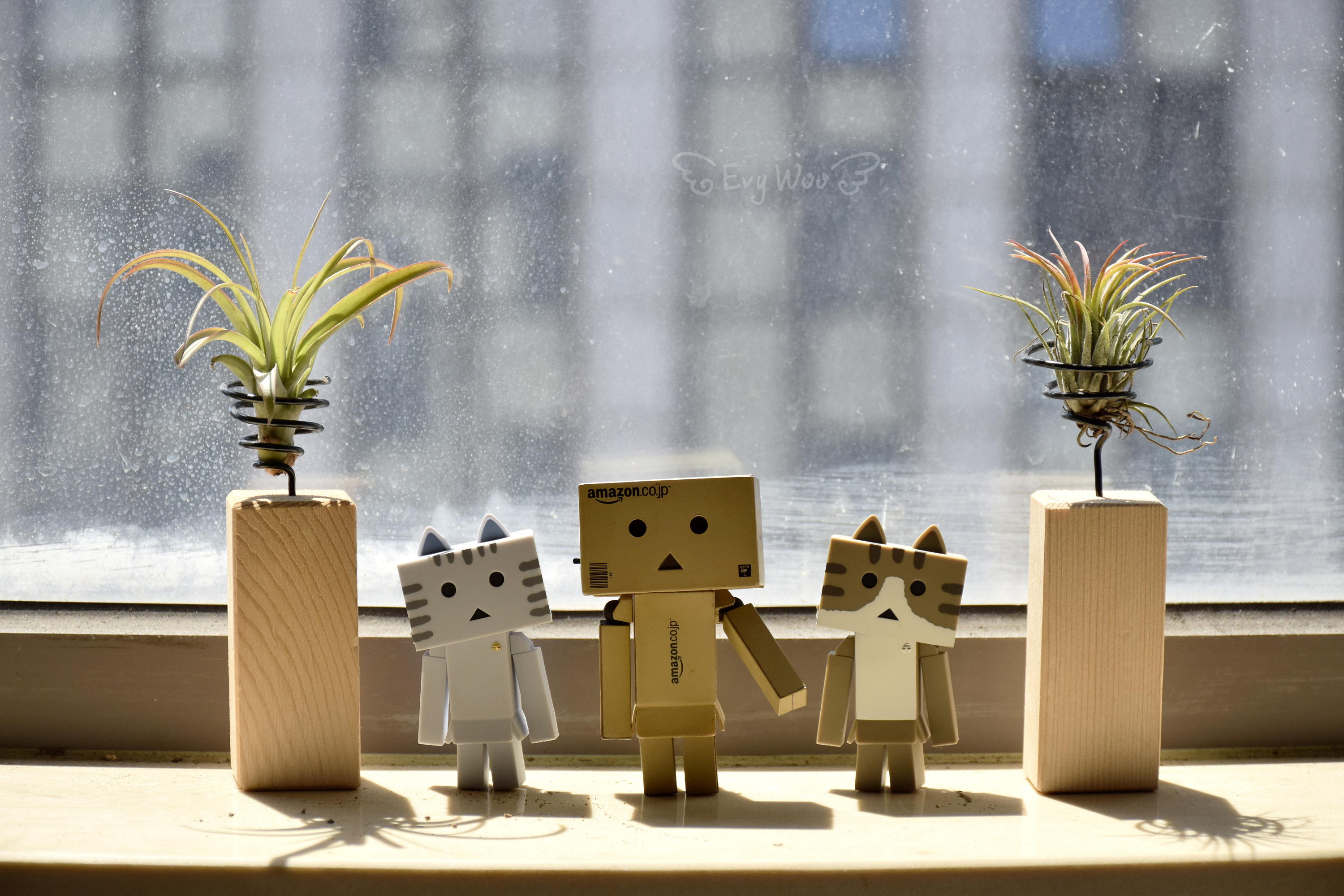 阿楞和多肉 纸箱人 盒子人 danbo