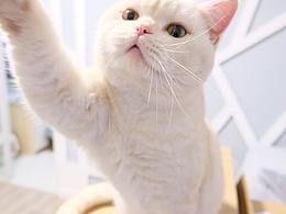 狗狗