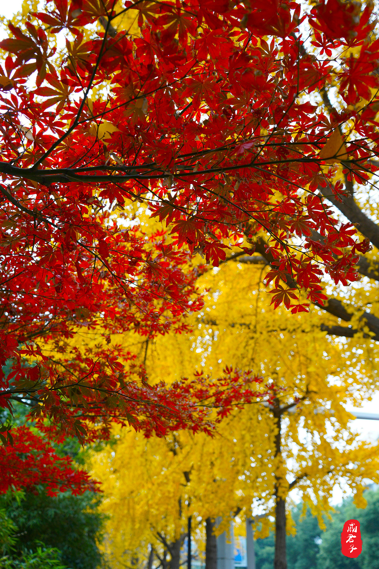 秋叶之『道前街』（图ZMTQ3MzE0ODg4） - 风光摄影 - 站酷设计师姓薛了不起啊定饿原创素材 - 站酷ZCOOL