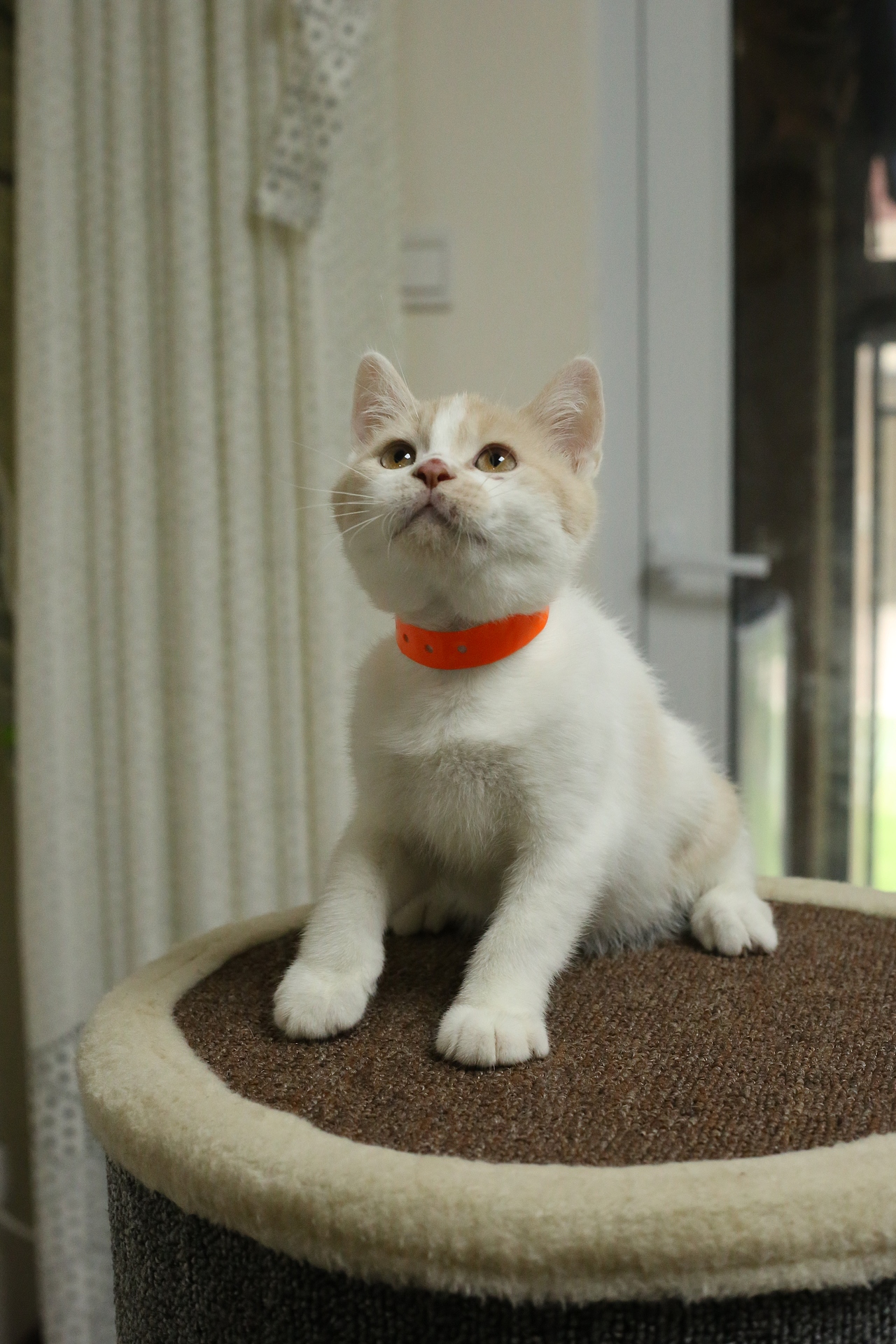 双血统英短\0508英短乳白梵公-熊二-27day450g