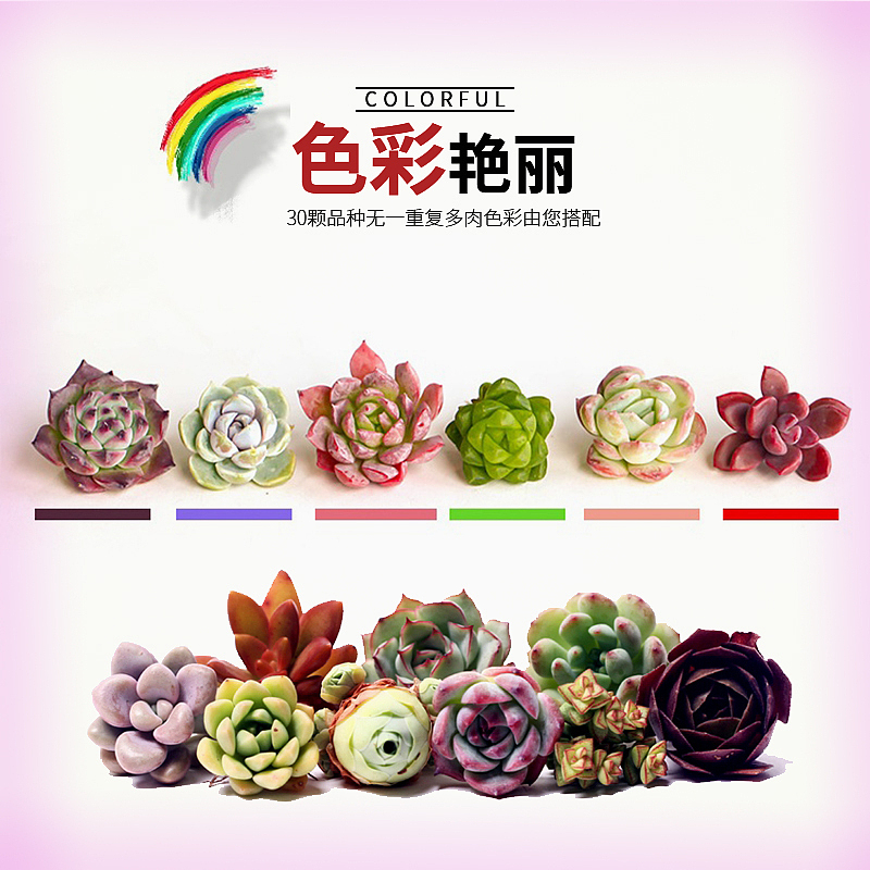 多肉主图（图ZMTgzMzkzMTk2） - 电商 - 站酷设计师苍梧弥泥原创素材 - 站酷ZCOOL