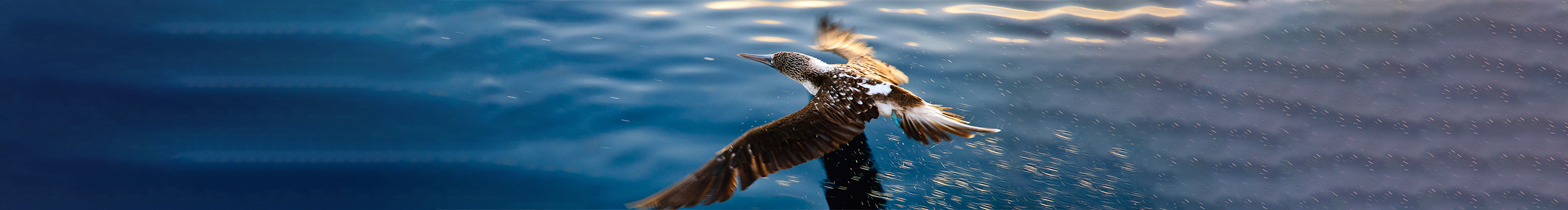 Ace丶侯歌的個(gè)人主頁(yè)（封面預(yù)覽） - 主頁(yè)封面設(shè)置 - 站酷設(shè)計(jì)師Ace丶侯歌原創(chuàng)素材 - 站酷ZCOOL