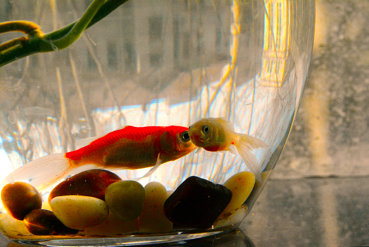 发现美需要美丽的心情