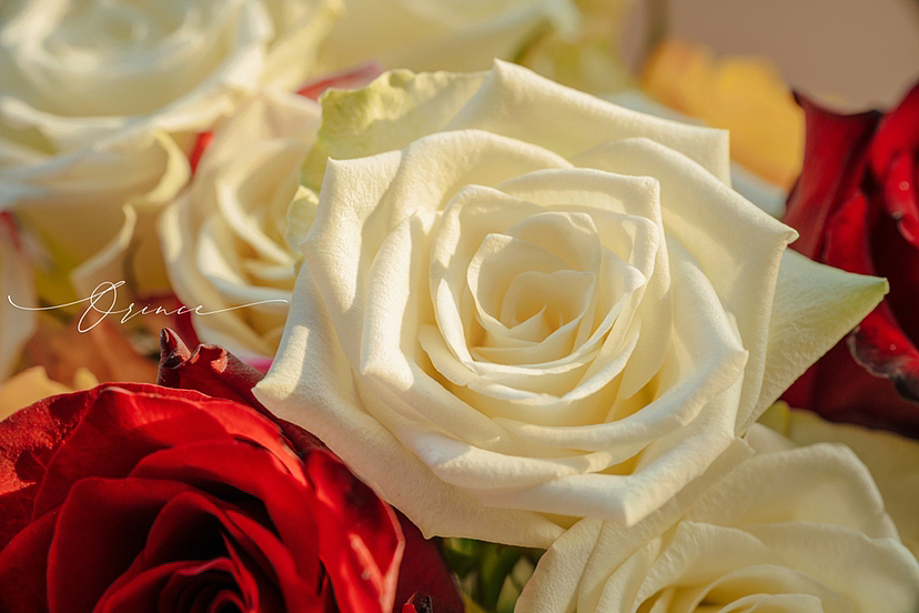 玫瑰（圖ZMzE1NjE1OTMy） - 時尚/藝術(shù)攝影 - 站酷設(shè)計師拾光者Orince原創(chuàng)素材 - 站酷ZCOOL