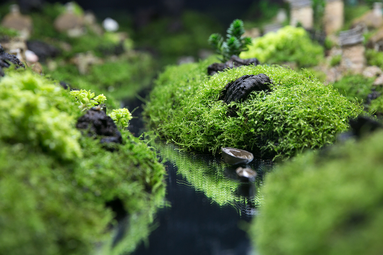 苔藓摆台