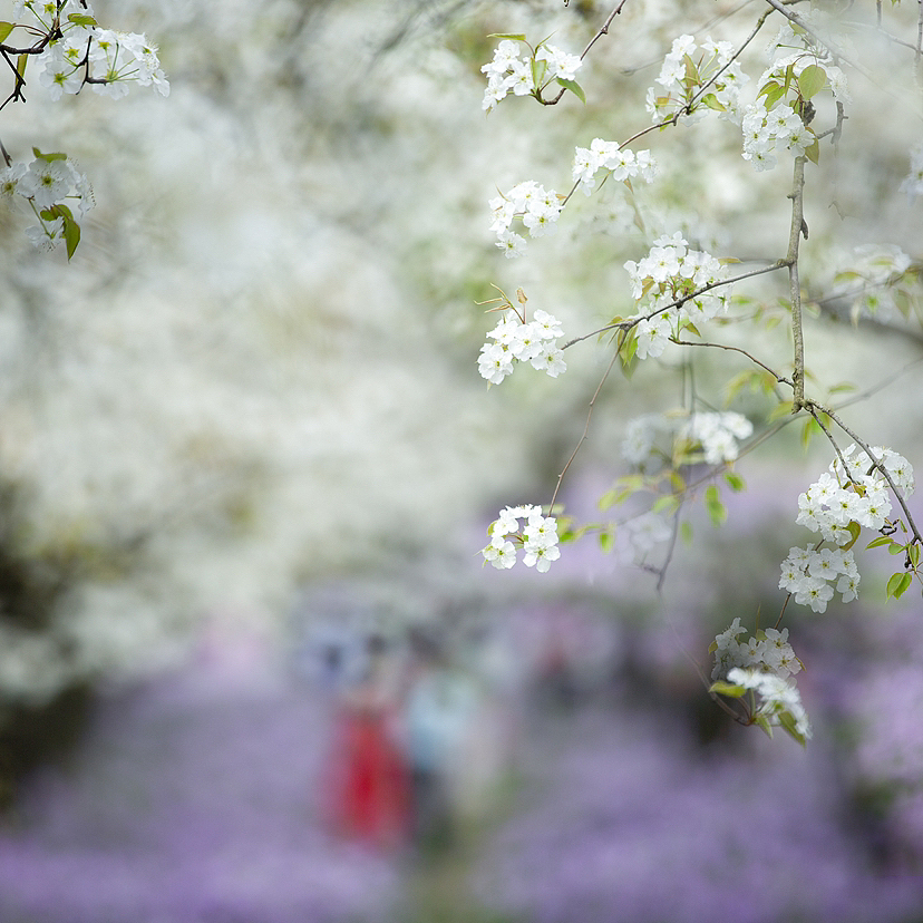 梨兰会（图ZMzY2MzQyNjI0） - 风光摄影 - 站酷设计师一切kkk原创素材 - 站酷ZCOOL