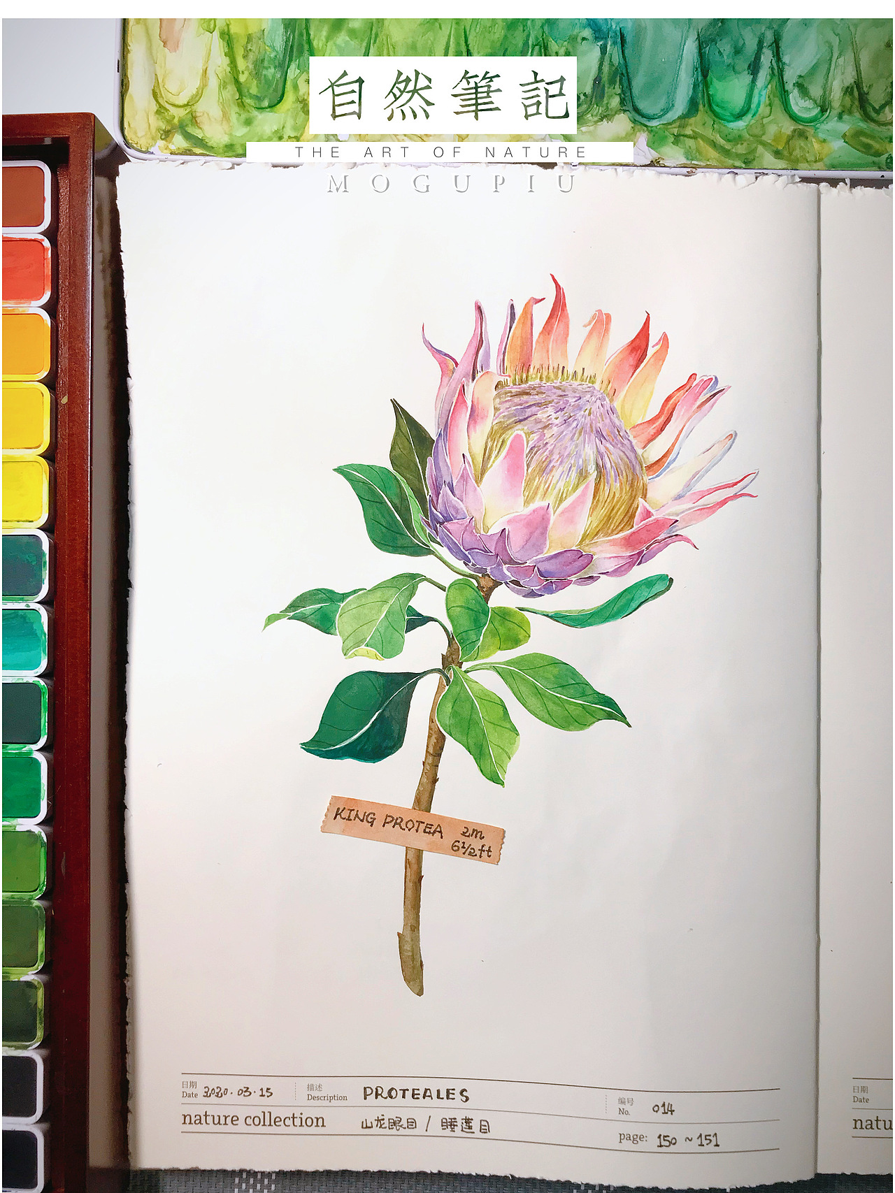 蘑菇PIU的自然笔记 关于春天 关于花开