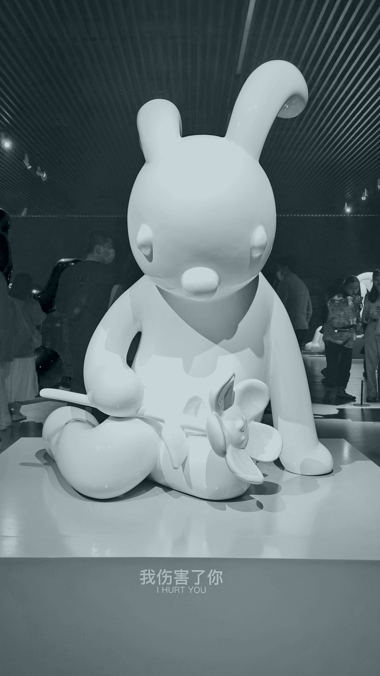 摄影记录张占占兔子兔子