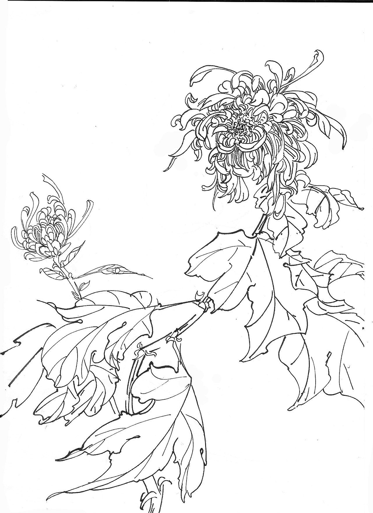 本来是想临摹,结果越画越放,和原图不一样了,不过这种潇洒挺爽~