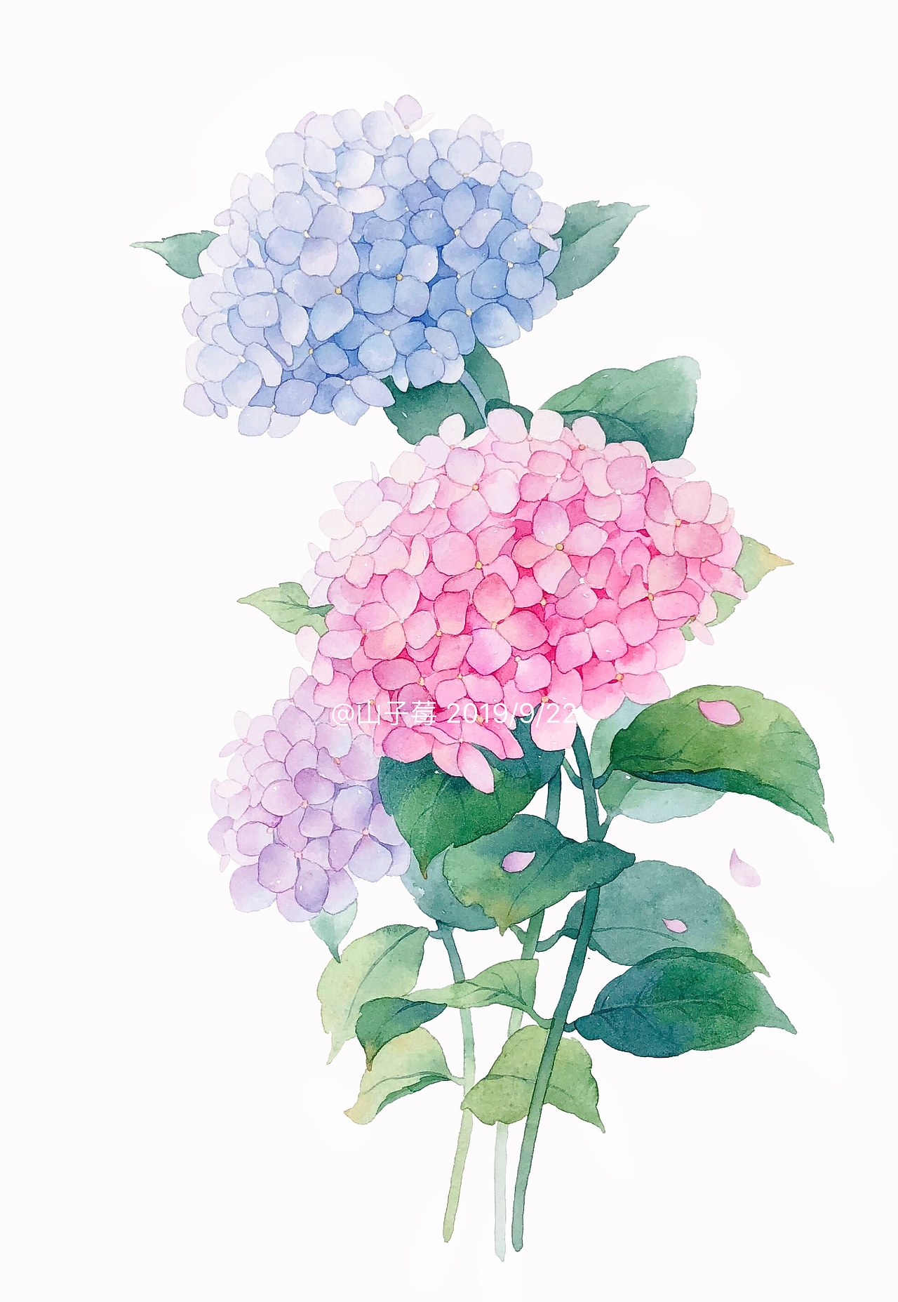 水彩手绘 绣球花