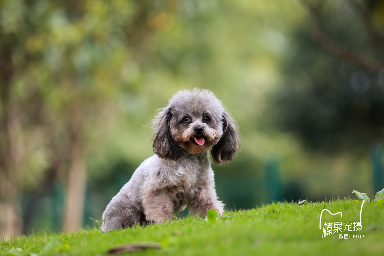 客片,灰色泰迪悠悠, 胆子太小,状态不太好