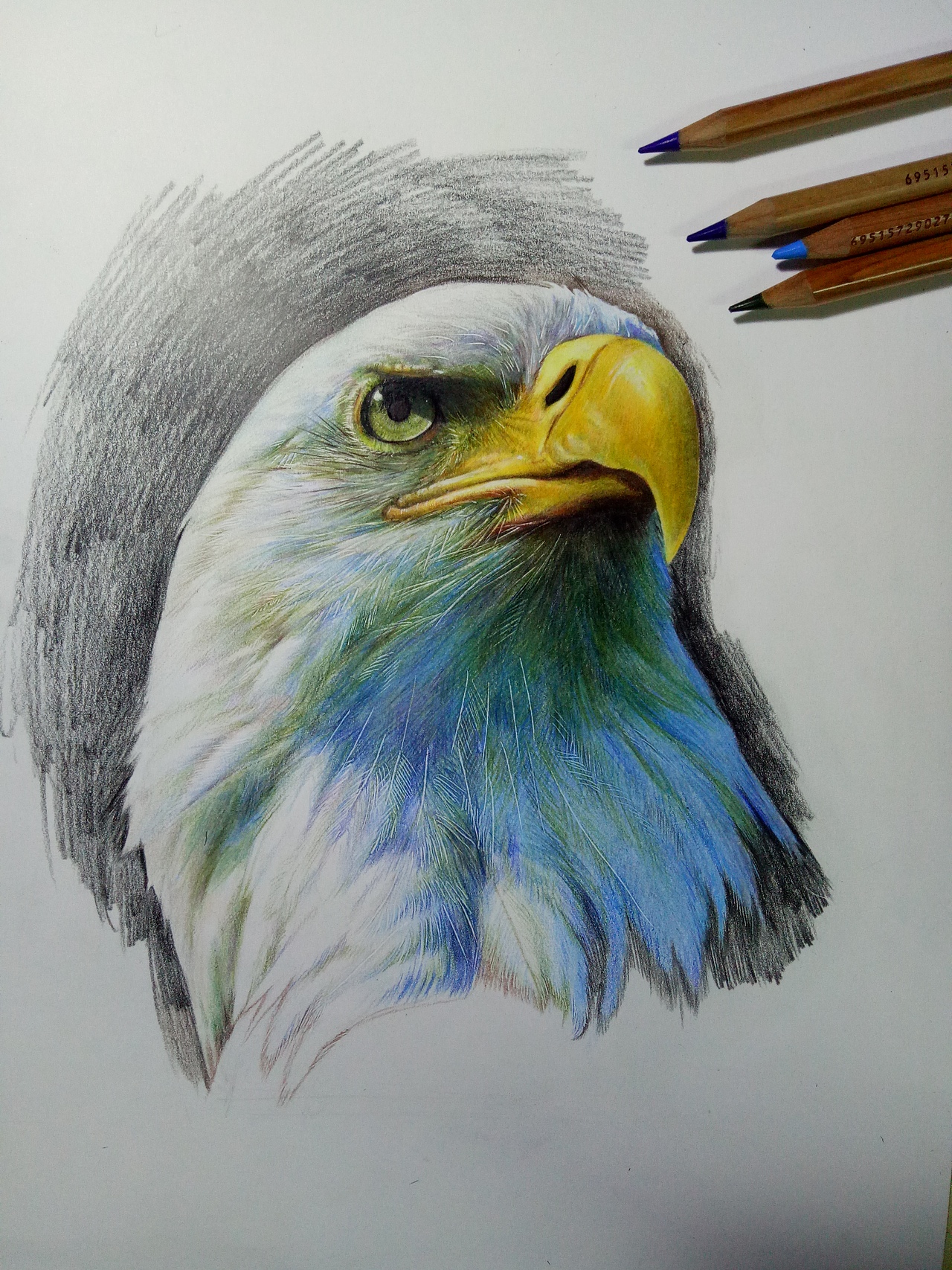 彩铅手绘 【白头海雕】（图ZMTI5Mzk0NDE2） - 绘画 - 站酷设计师Kaye_原创素材 - 站酷ZCOOL