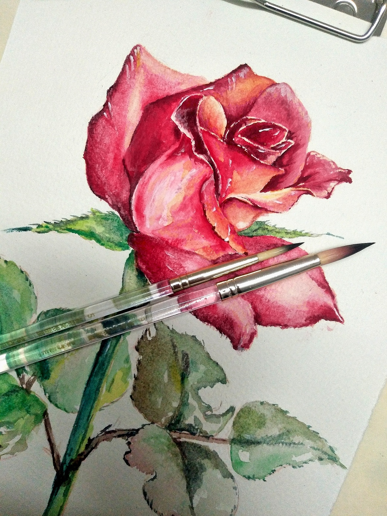 热衷于玫瑰，用水粉画水彩，第一张成品！