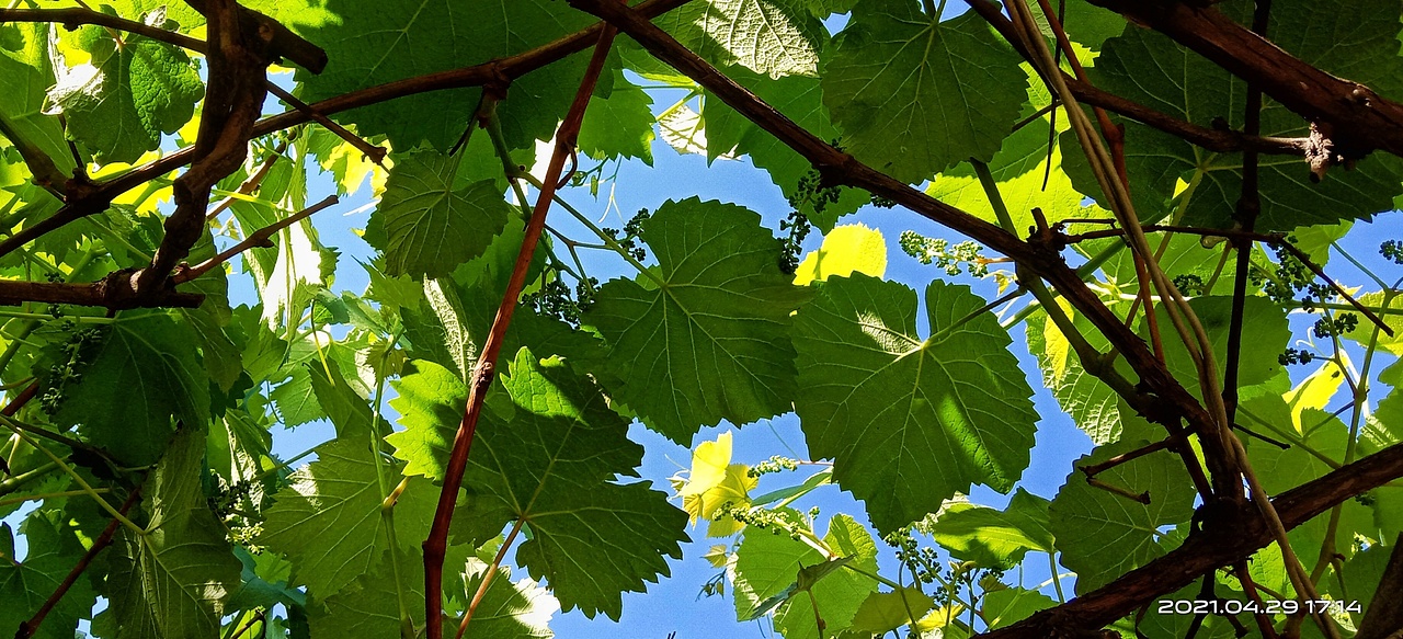 夏天（图ZMjUzMTU5NTM2） - 风光摄影 - 站酷设计师追逐者卢狄原创素材 - 站酷ZCOOL